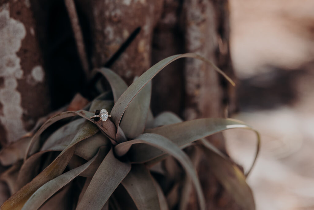 Engagement ring placed in tropical plant at Selby Botanical Gardens Sarasota proposal