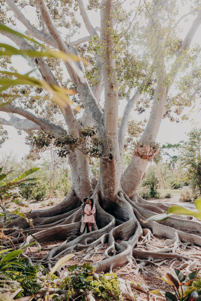 Banyan trees at Selby Botanical Gardens in Sarasota with couple standing among roots