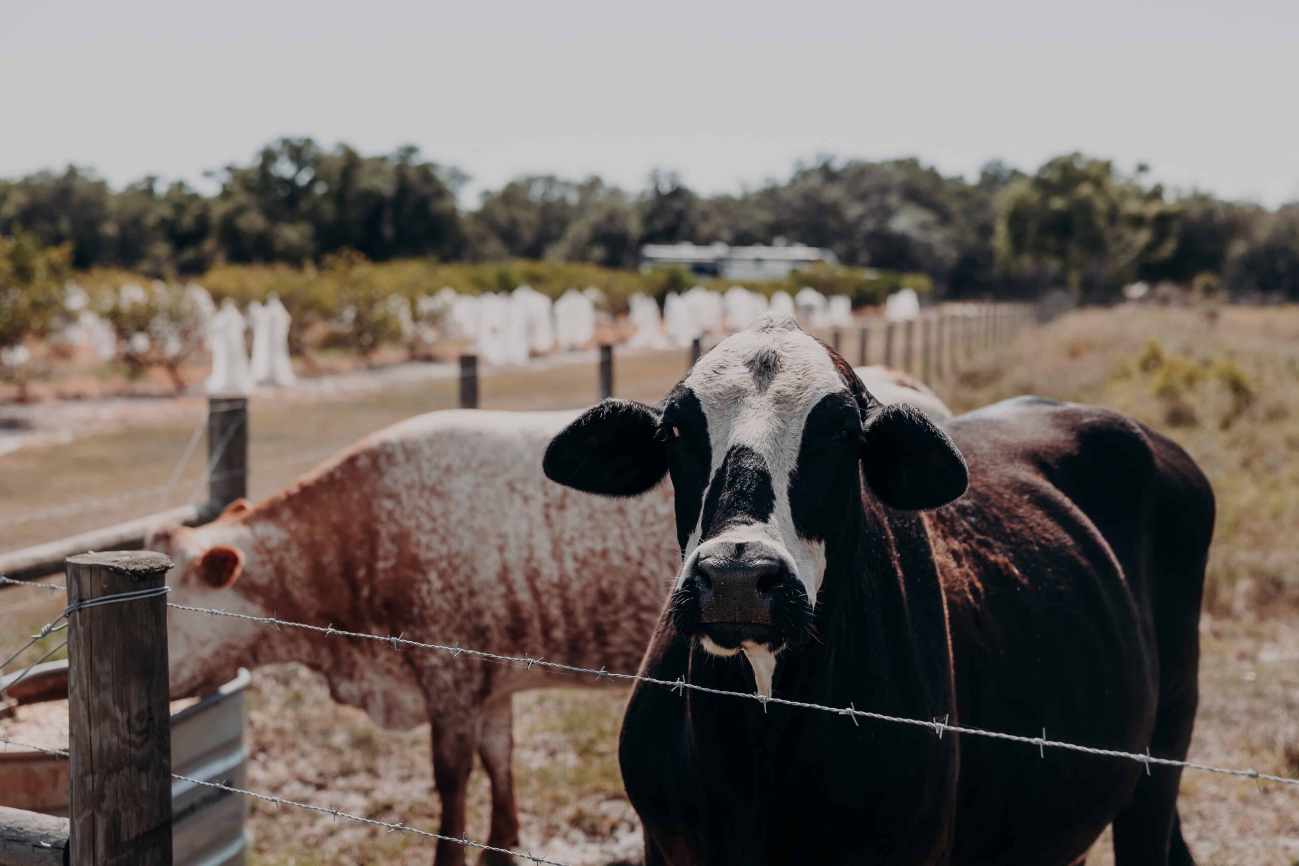 Cattle grazing on the pastoral grounds of Browns Grove Farm wedding venue in Parrish Florida
