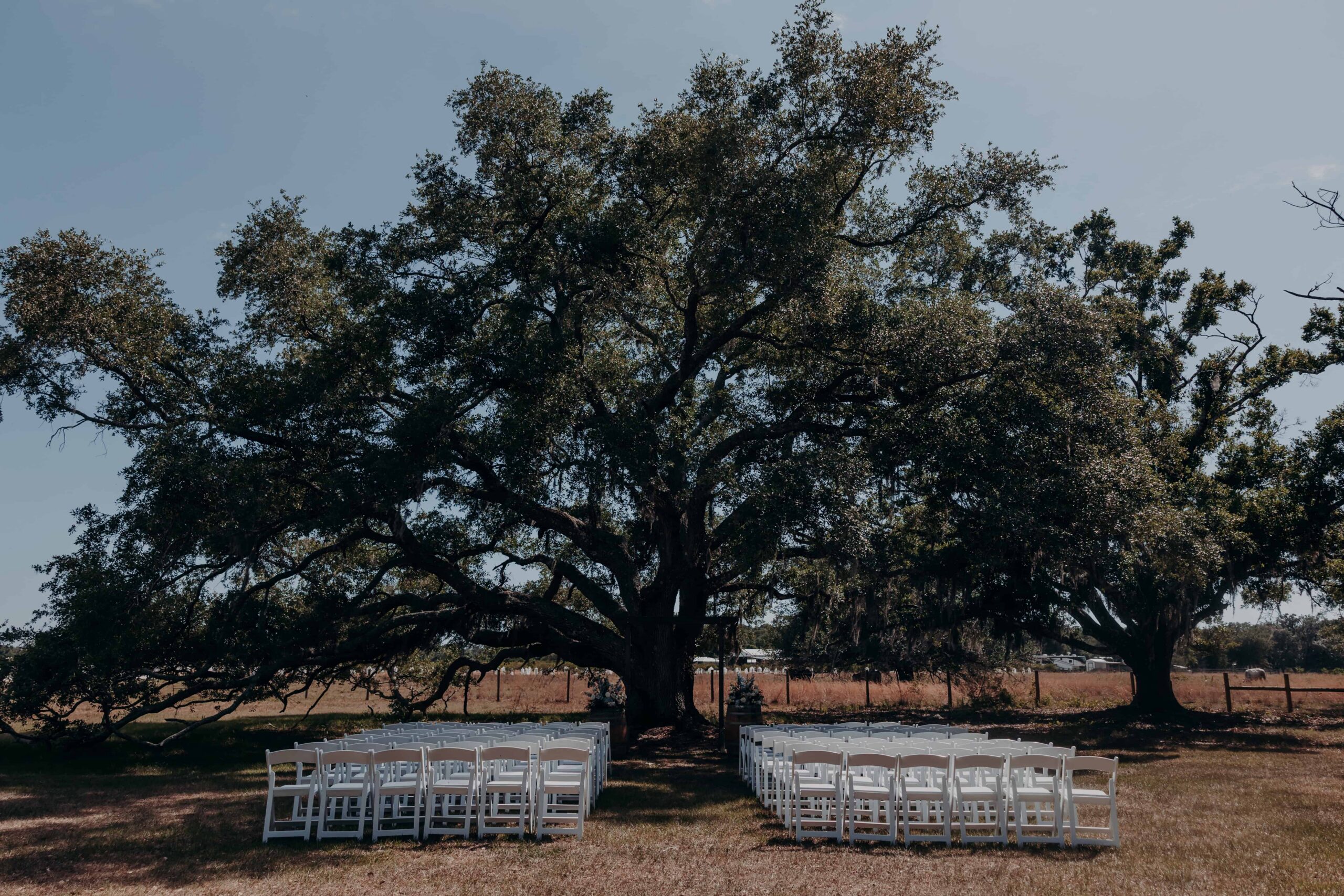 Ceremony setup under massive live oak tree at Brown's Grove Farm wedding venue